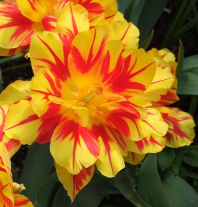 Monsella is a popular modern double. 