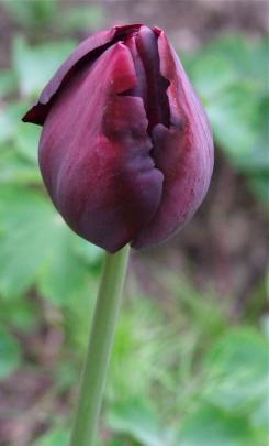 Deep purple Black Diamond is a late flowering Dutch-bred variety that flowers late in the season. 
