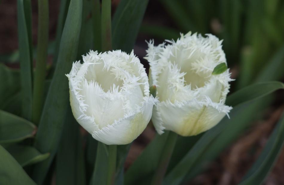 Honeymoon is notable for its fringed petals in clear white. 
