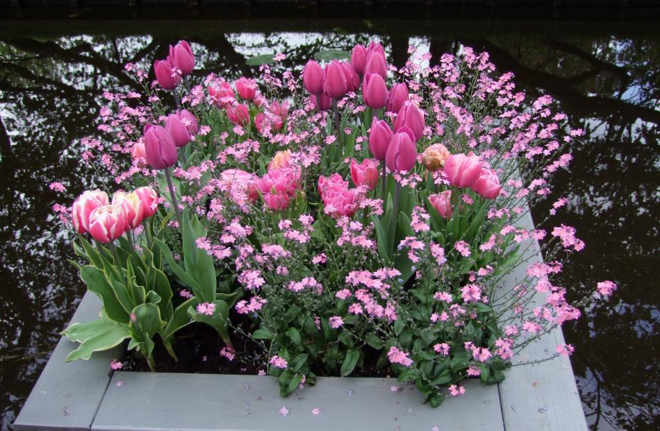 Several varieties of pink tulips are teamed with pink forget-me-nots. 