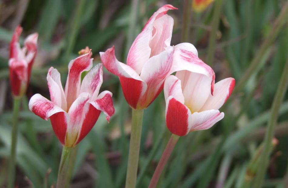 Being a smaller species, the water lily tulip (Tulipa clusiana) can be used in rockeries. 