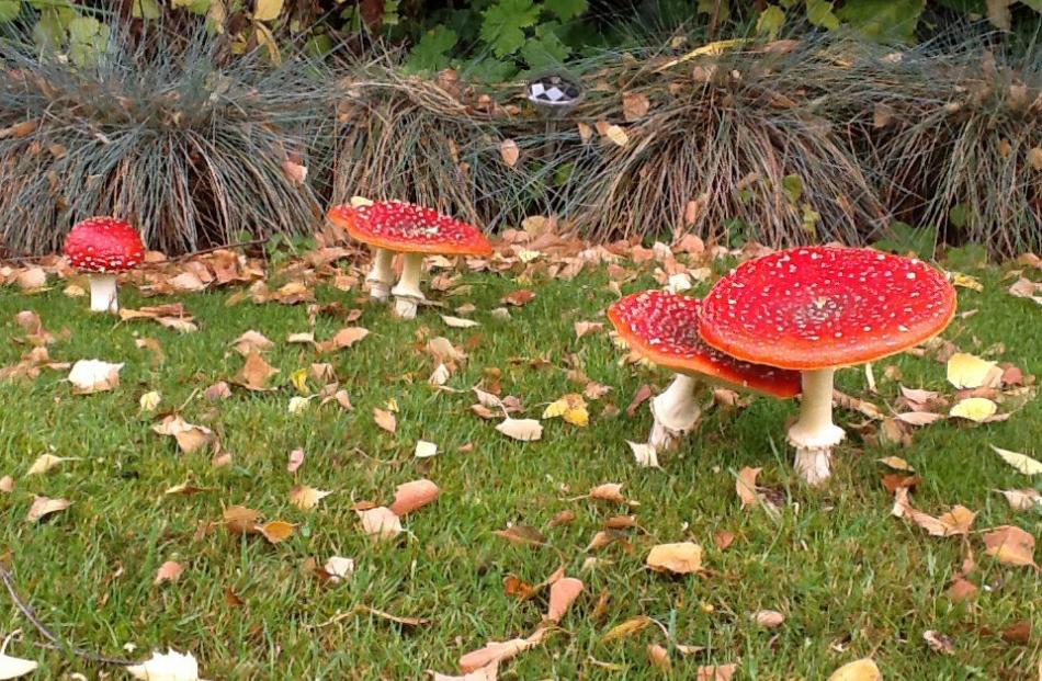 Toadstools in Wanaka. PHOTO: Keith Barclay