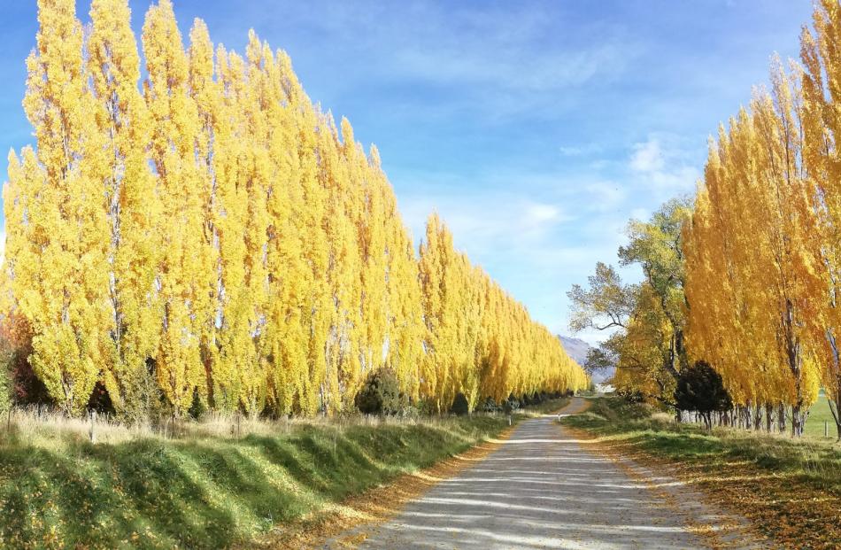 Poplars line a back road near Frankton. PHOTO: Sandy Boyd