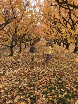 Millie (6) and Lewis (3) Garside play in leaves at Clyde. Photo: Lucinda Garside