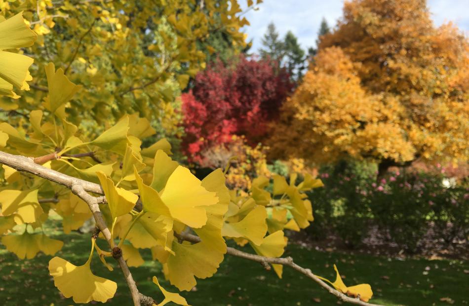 The living fossil tree ginkgo has the brightest yellow leaves in autumn, as seen in the...