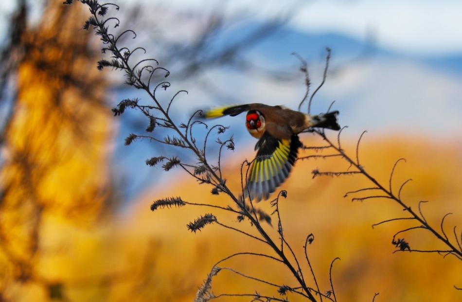 Runner-up: Don Buick's goldfinch-in-action, shot by the Clutha River at Albert Town.