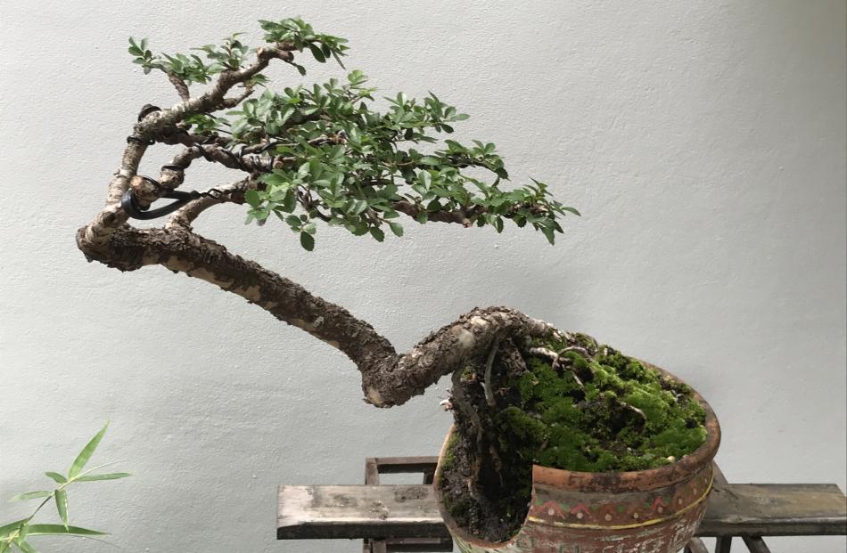 A miniature tree in the penjing (bonsai) display. Unlabelled, it is possibly Wrightia religiosa. 