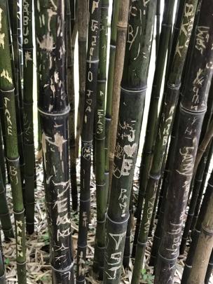Graffiti on stems in the bamboo forest. 