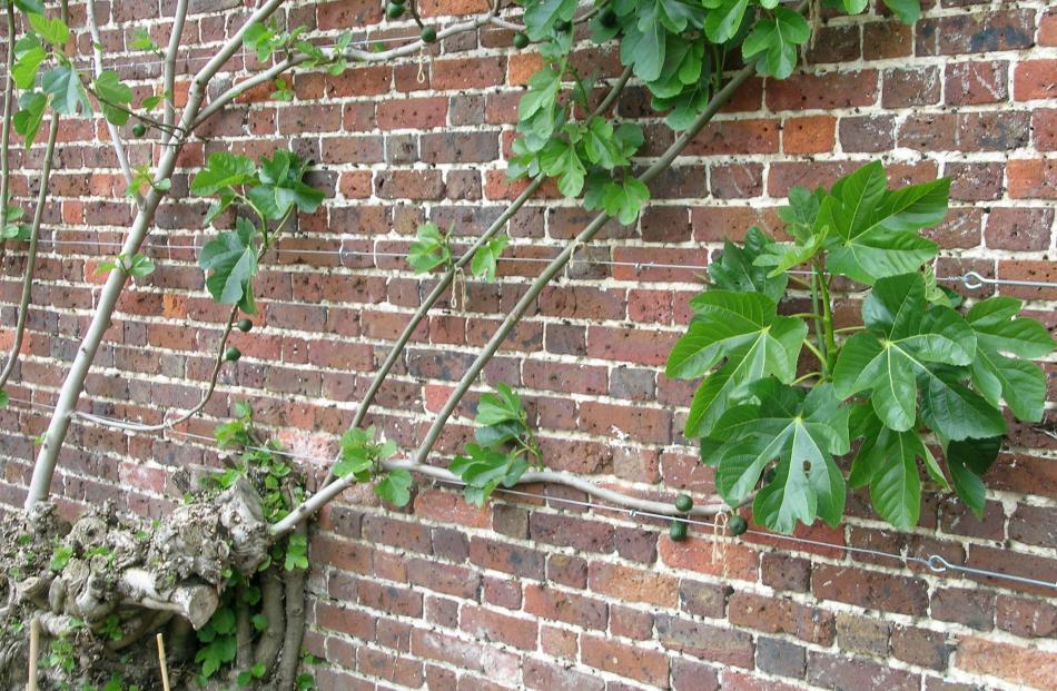 Growing figs against a wall can help fruit ripen. Photo: Gillian Vine