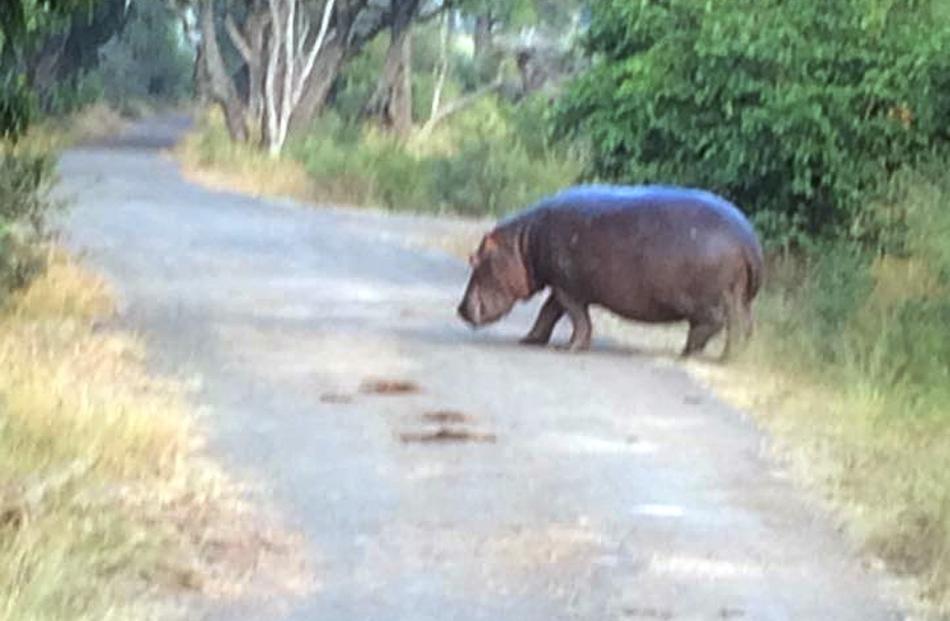 A hippopotamus gets in the way of the vehicles.