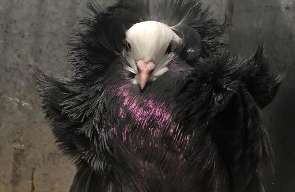 A Jacobin pigeon, a breed known for its distinct feathered ``hood'', is among the birds on...