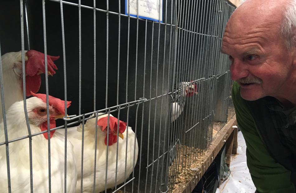 Doug Whitelock gets the attention of some white leghorn entrants in the Timaru Poultry Pigeon and Caged Bird Show. 