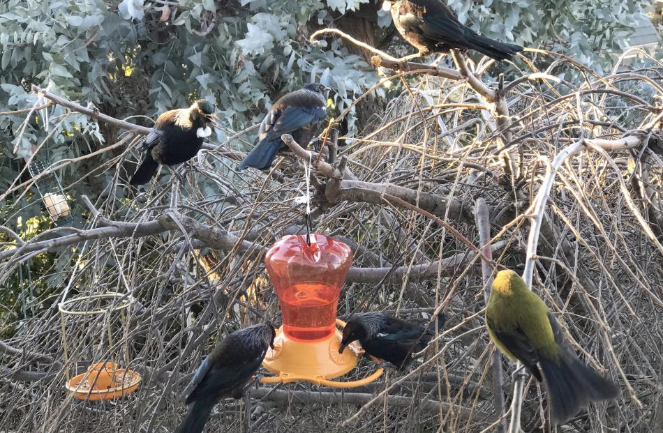 Joy Bennett, of Alexandra, sent this photograph of tuis and a bellbird ``gathering for 5 o'clock drinkies in our cherry tree. They sure come around when it is so cold and frosty,'' she says. Photo: Joy Bennett