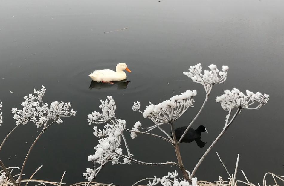 A cold but peaceful scene at Aronui Dam, Alexandra. Photo: Joy Bennett
