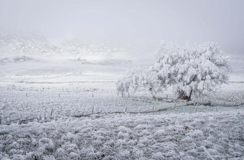 Richard Healey took some amazing snaps of the hoar frost on a trip through SH85, Omakau, Lauder,...