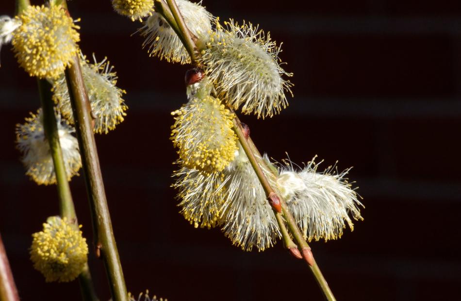 Kilmarnock is a pussy willow suitable for a small garden that has damp soil. 