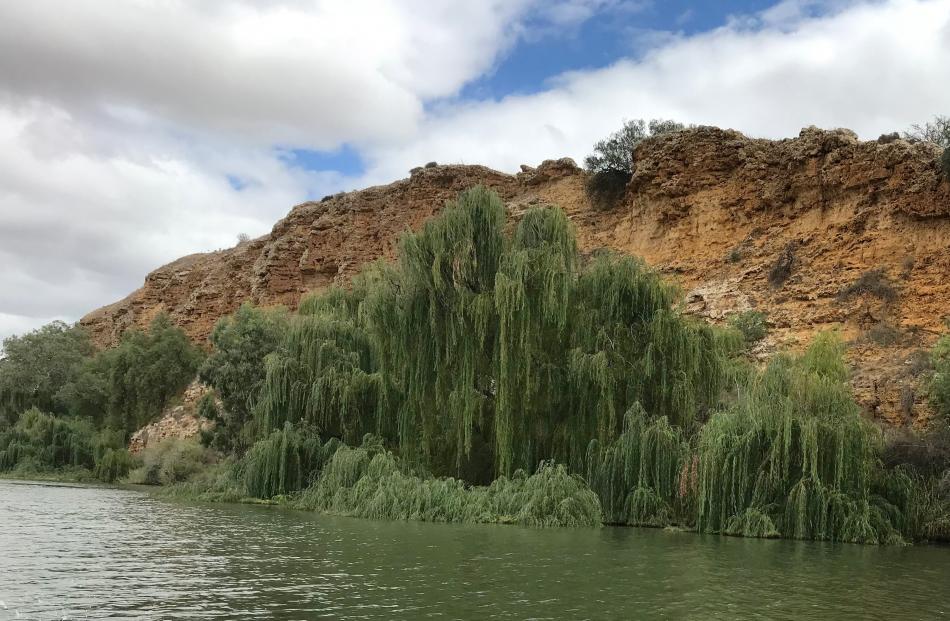 Green weeping willow is considered a pest plant in much of Australia. 