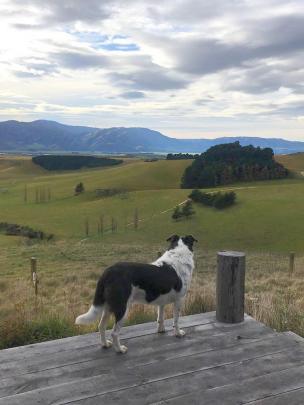 Even resident dog Hank looks impressed with the view.