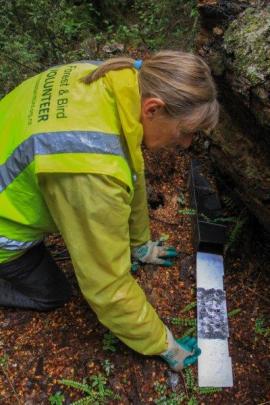 Volunteers spend large amounts of time and energy supplementing DoC predator control programmes. 
