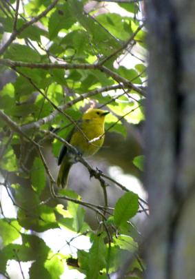 Mohua are sparrow-sized, yellow-headed forest songsters. They were once one of the most common...
