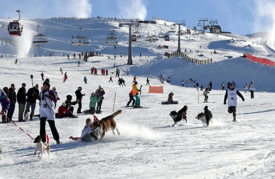 The Town dogs and their owners race down Cardrona Alpine Resort.