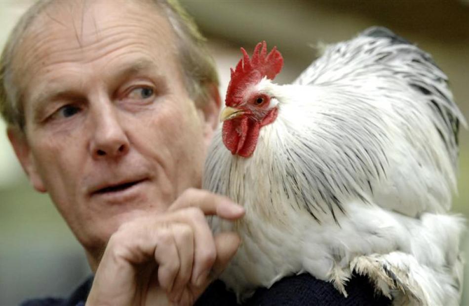 Charlie Wilson, secretary of the Dunedin Poultry Pigeon and Cage Bird Club, showed us how he...