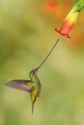 Honours nature print: 'Female Swordbill hummingbird', by Graeme Guy (Christchurch).