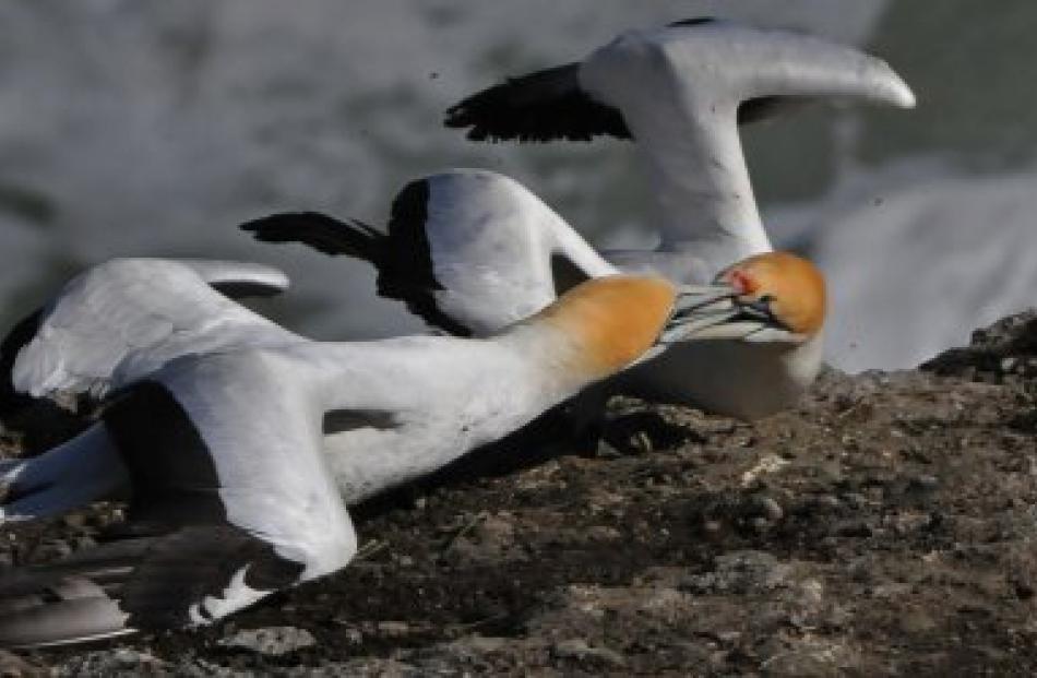 Champion nature projected images: 'Australasian Gannets in territorial fight', by Bevan Tulett ...
