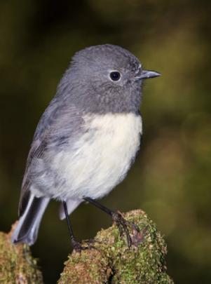 Honours, nature projected images: 'New Zealand Robin (South Island) #5', by Elizabeth Passuello ...