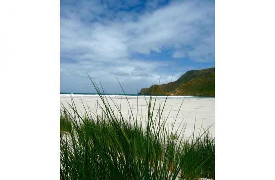 Allan's Beach, hiding from the wind, December 2010. PHOTO: ANNA BEGG