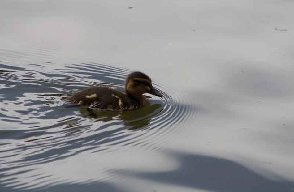 This duckling was at Ross Creek, 11th Dec. PHOTO: ALISON PETRIE