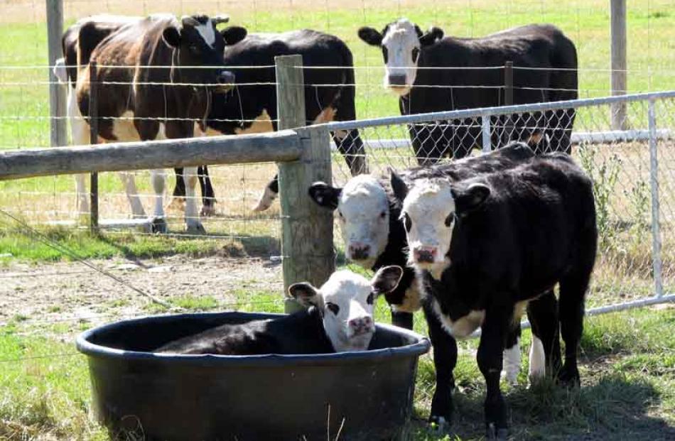 Newly weaned calves cool off on a hot Central day (Arrowtown) while their mums look on. Photo by...