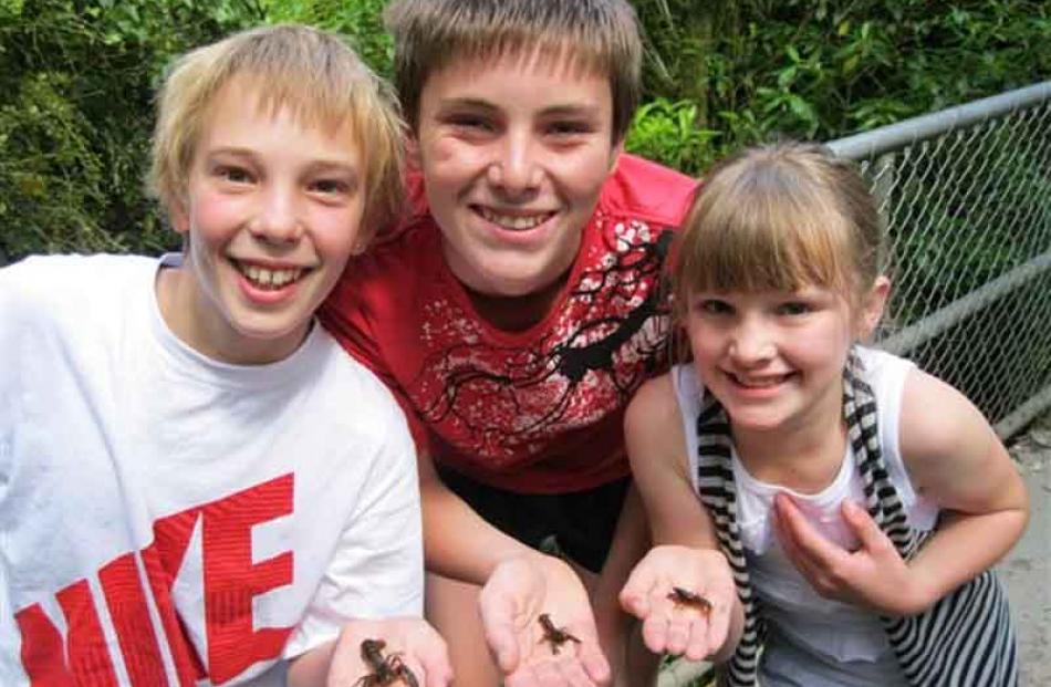 Creepy . . . Cousins Jack Pollock (12), Harrison McNally (12) and Tara McNally (8) with koura ...