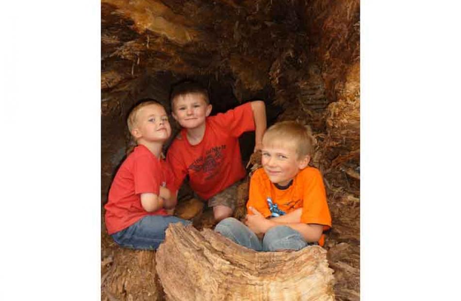 Hanging out . . . Thomas Mason (5), Liam Grellet (6) and Mitchell Wheeler (5) inside a dead tree...