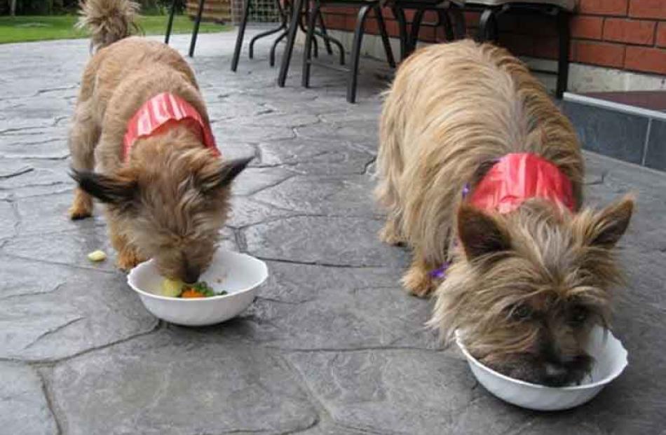 A dogs' dinner . . . The photographer's dog Meg and her Nana's dog Molly sample their humans'...