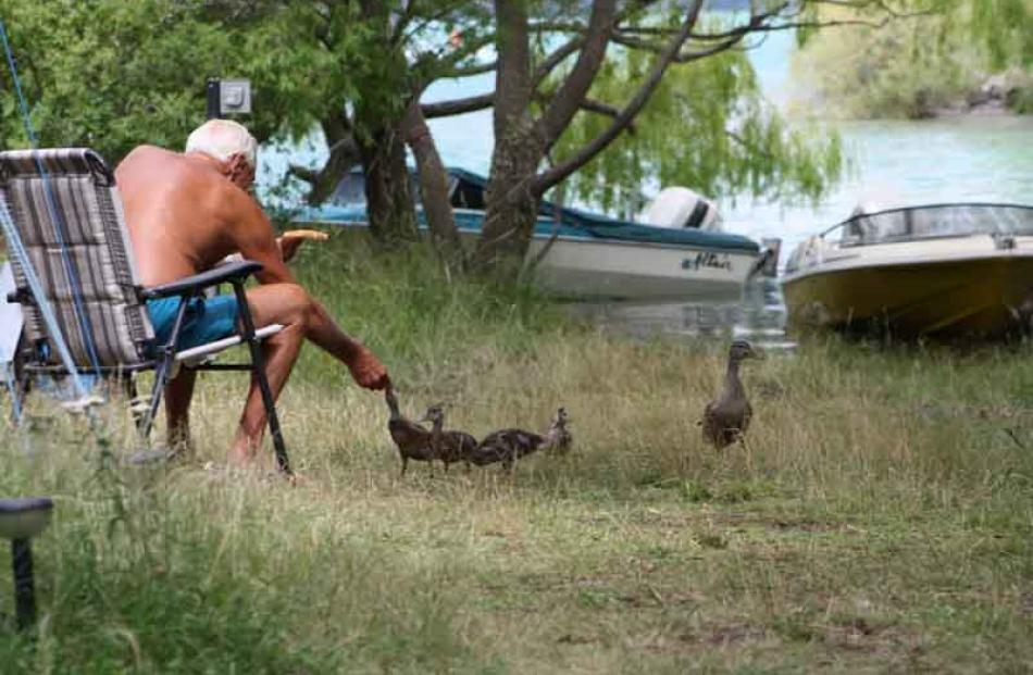 This photo was taken at Lake Benmore where fellow camper, Geoff Owens, adopted a family of ducks,...