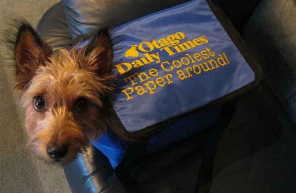 Doggy bag . . . Meg loves being carried around in this 'Otago Daily Times' cooler. Photo: Jenny...