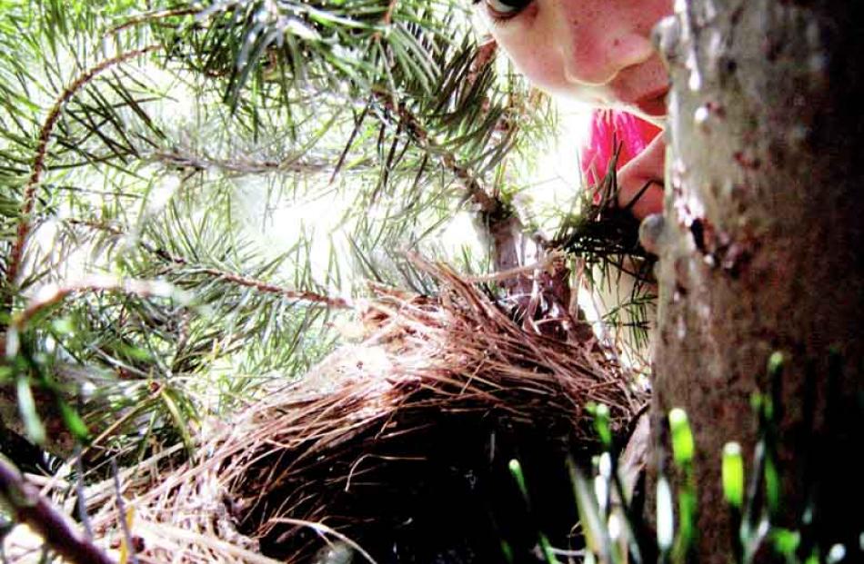 Discovery... James Dougherty aged 4 with the birds nest found in a tree at Lake Hawea on 15th...