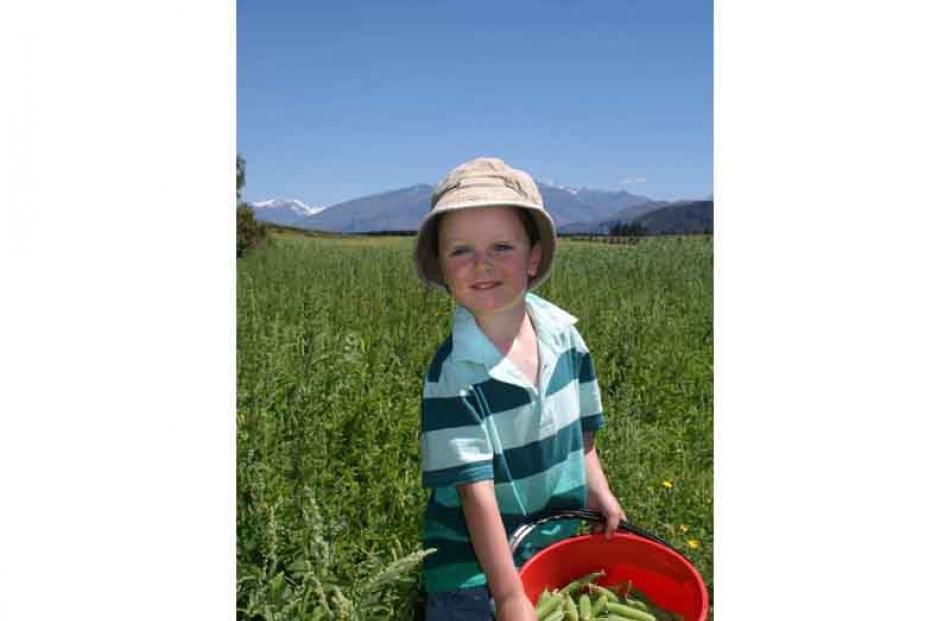 Peas on Earth . . . Jake O'Connell (4), of Clydevale, with his spoils after picking peas at Mt...