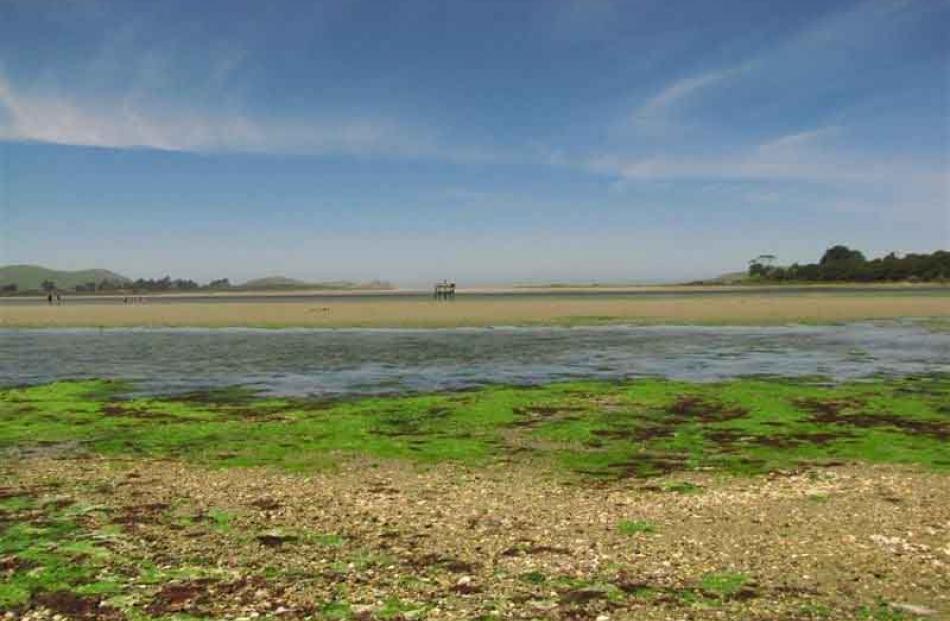 Tide out . . . Pounawea on a hot summers day. Photo: Wilma Sharp