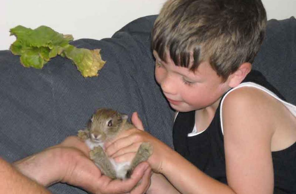 Jack Hitchcox (6) checks Mister Jack the morning after the baby rabbit was rescued from a...