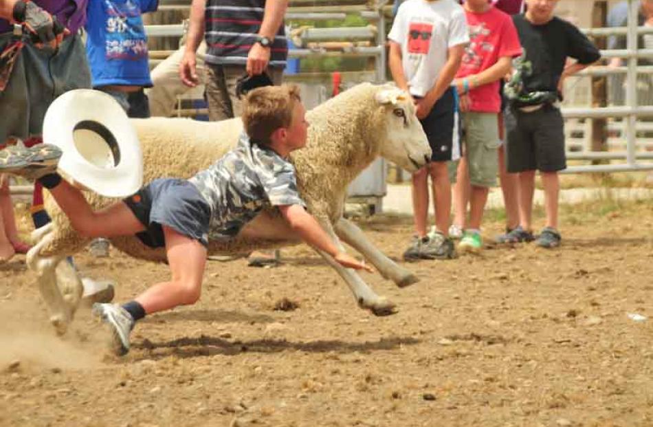 This is going to hurt . . . Ryan Johnston (7) of Moa Flat, falls off a ram during the sheep ride...
