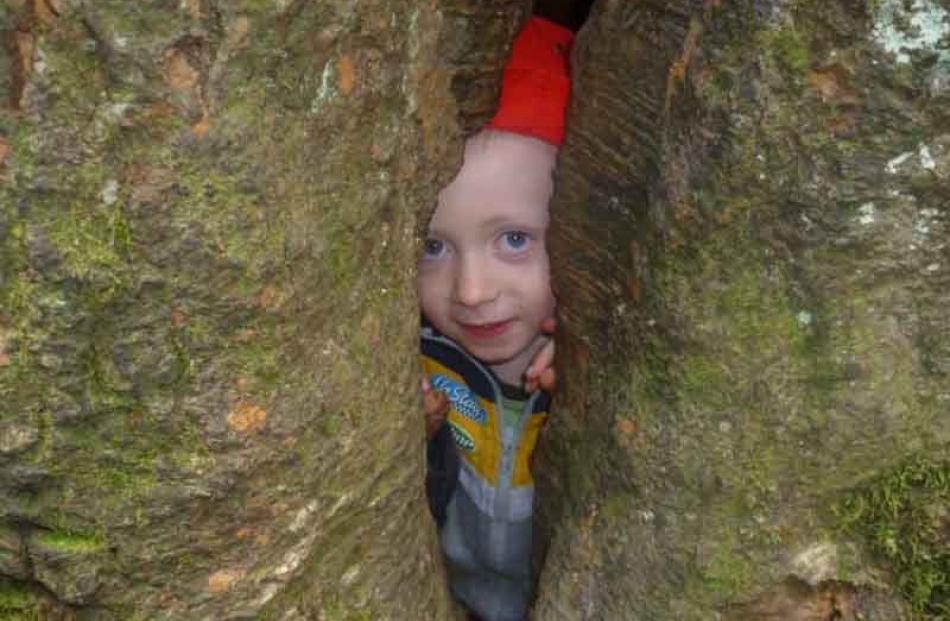 Kid's looking at you here . . . Campbell Powell (4) in a tree on the track to Purakaunui Falls,...