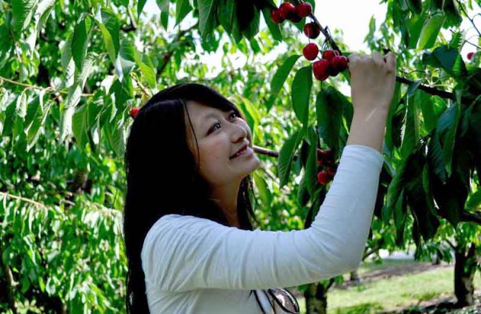 Yummy-licious . . . Mingyang Wang captivated by red cherries at Roxburgh on December 23. Photo:...