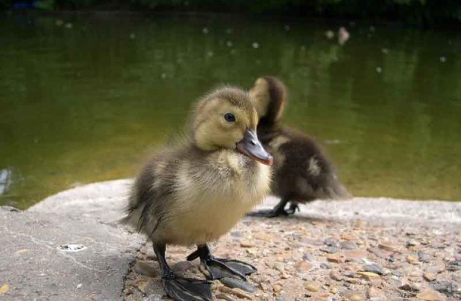 Quack quack . . . A pair of ducklings at the Dunedin Botanic Garden. Photo: Mark Christos