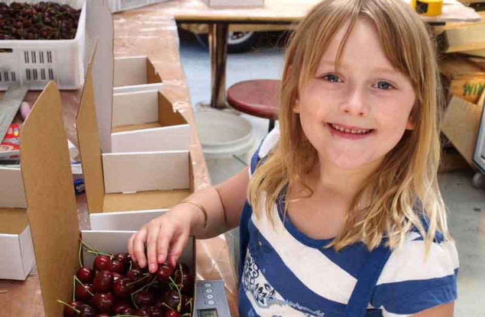 Maia Koen (7) packing cherries at Cromwell on 29 December 2010. Photo: Charlene Koen
