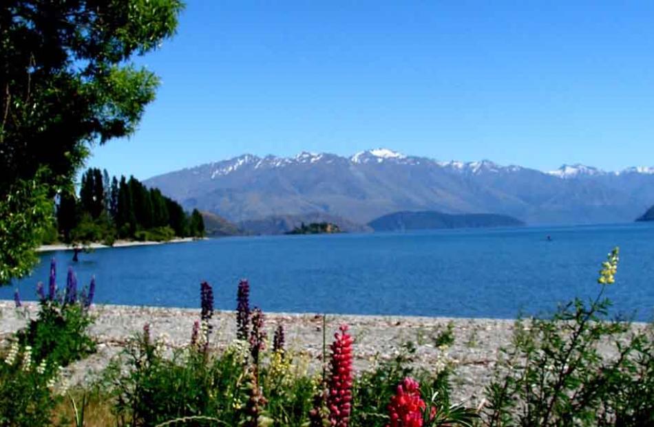 Wanaka.JPG In a bunch . . . Lupins on the Lake Wanaka waterfront in December. Photo: Anna Begg