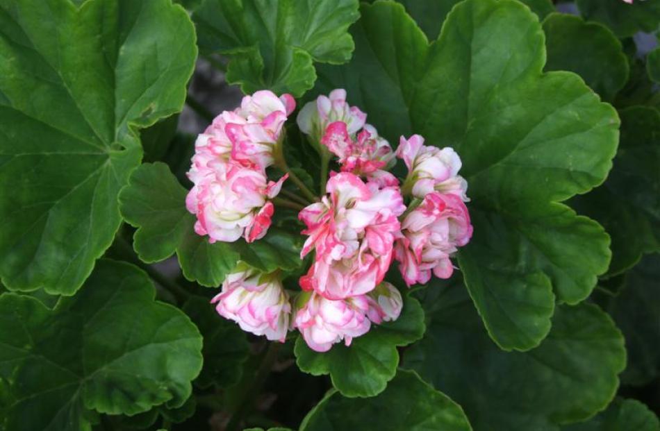 In Marlene Barron's garden is Geranium double Apple Blossom.