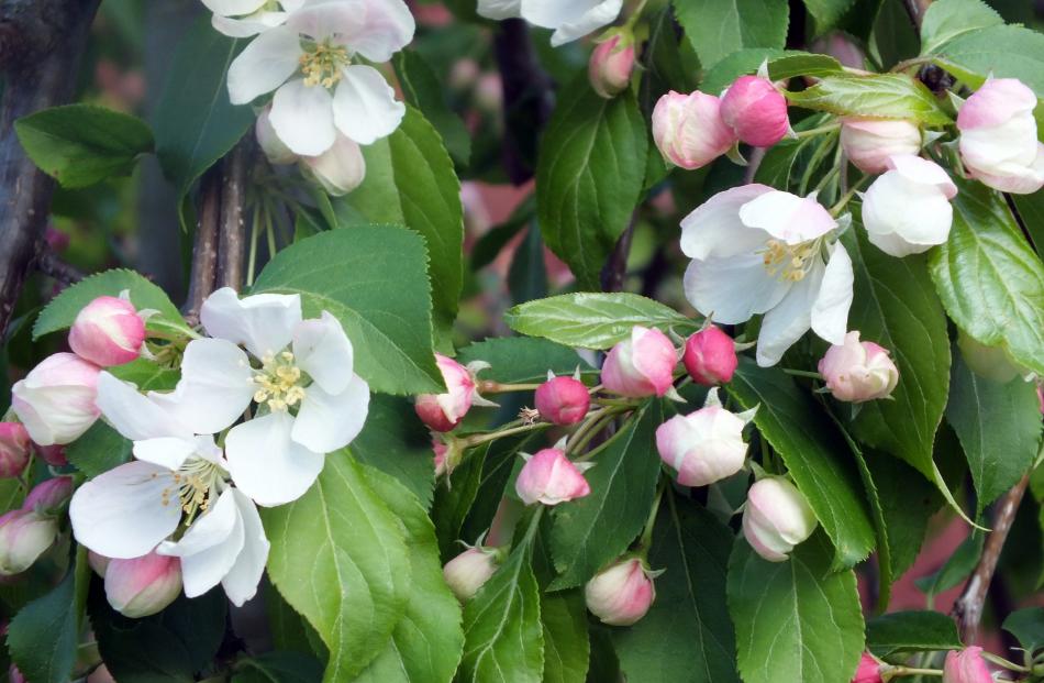 Malus Red Jade is probably the best-known weeping crab apple.
