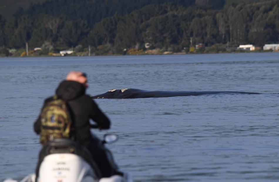 A jet skier gets up close and personal with a southern right whale in Otago Harbour. Photo:...